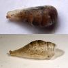 Episyrphus balteatus